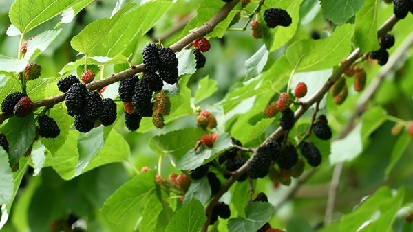 桑葚和什么搭配最补肾  桑甚干泡水的作用效果