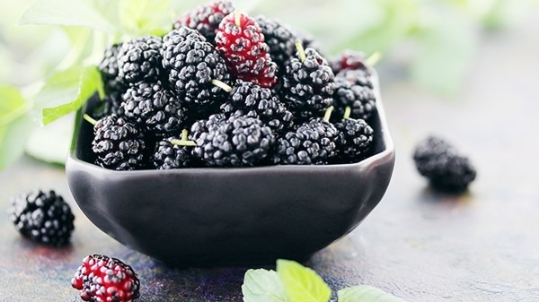 桑甚干多少钱一斤 桑甚干有什么功效和作用