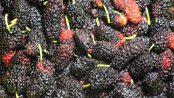 桑甚干怎么吃效果最好 黑桑甚干的功效与作用