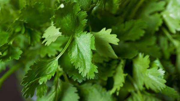 失眠是什么原因引起的     炎夏食欲差薄荷可以改善